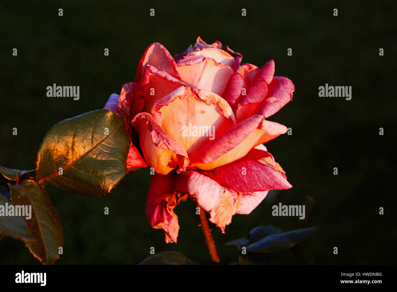 Creamy pink rose in autumn garden dying plants Stock Photo Alamy