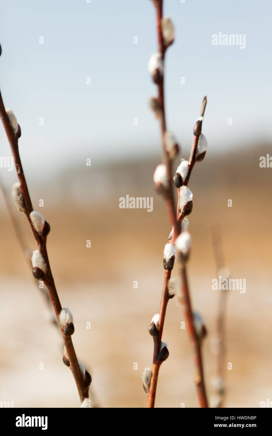 Pussy willow branches in early spring Stock Photo
