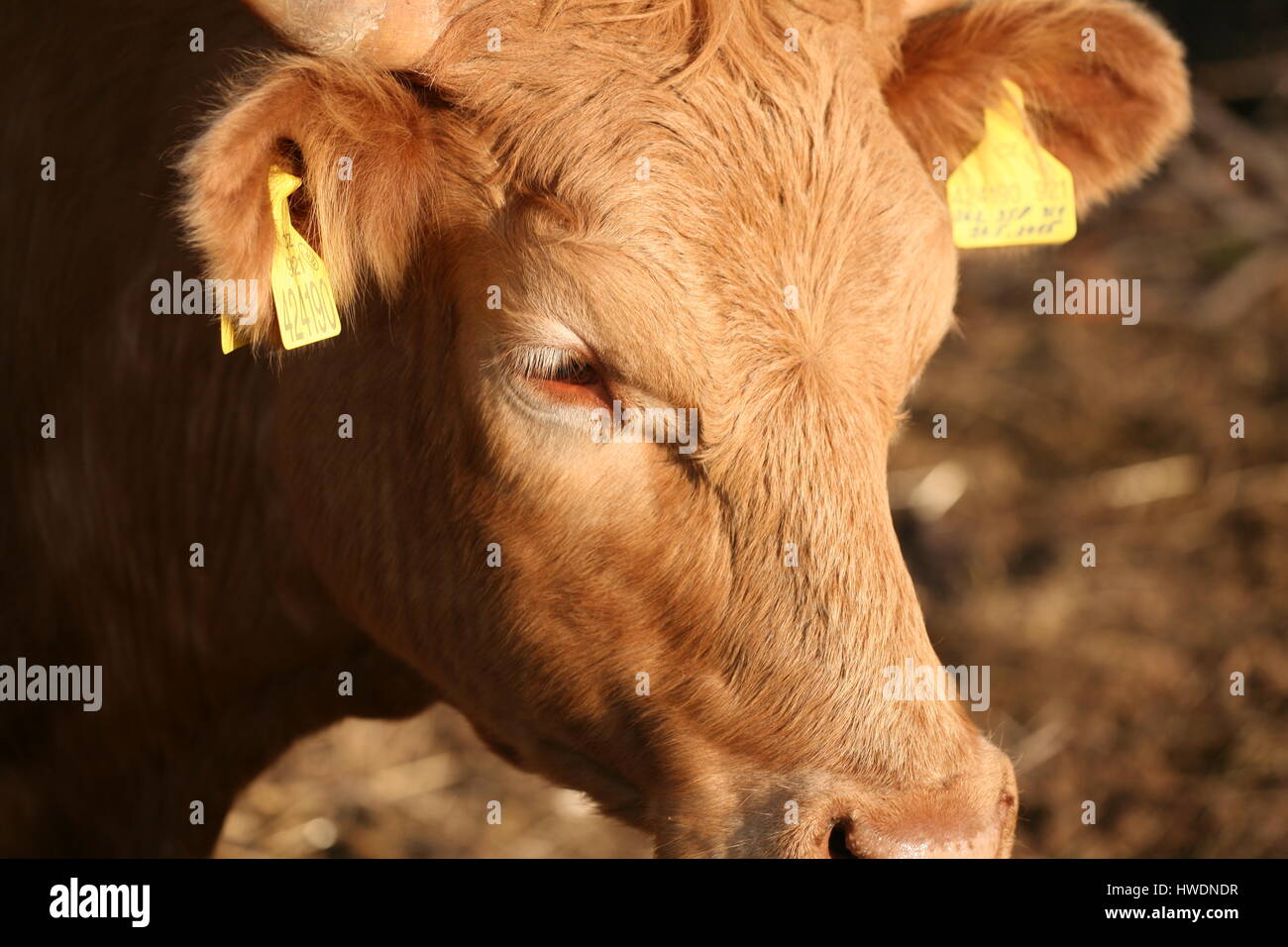 Milch animal hi-res stock photography and images - Alamy Milch animal hi-res stock photography and images - Alamy