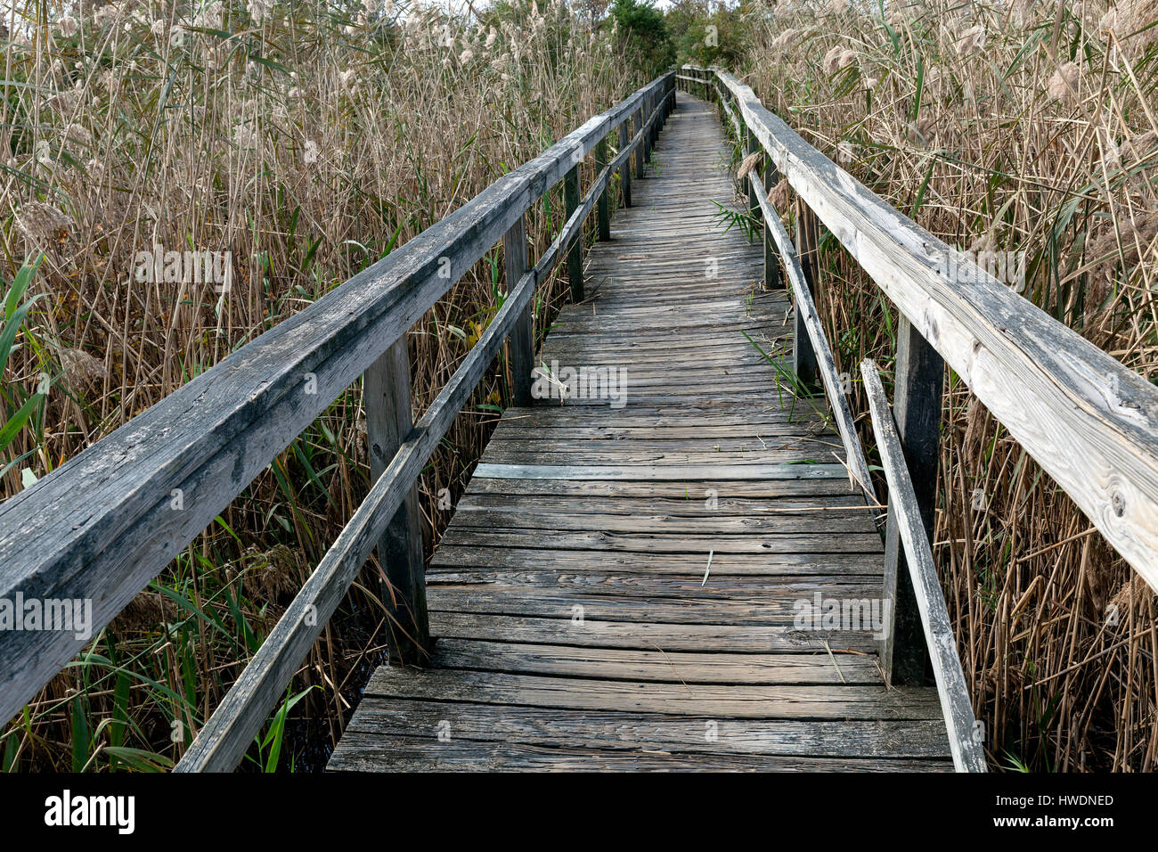 NC00689-00...NORTH CAROLINA - Boardwalk surrounded by common reed (Phragmites) in the marsh near Corolla on the Outer Banks. Stock Photo