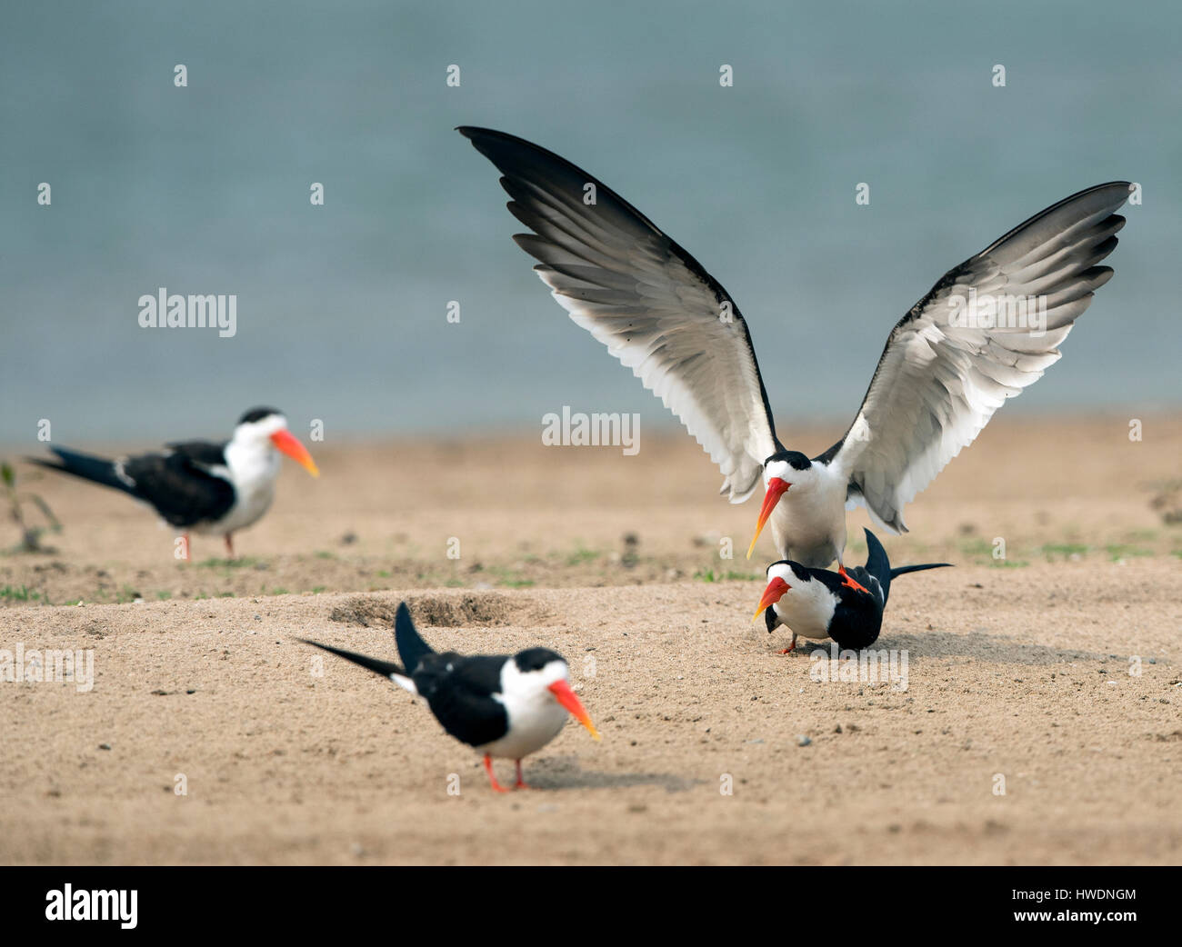Skimmers in Chambal, MP India Stock Photo Alamy