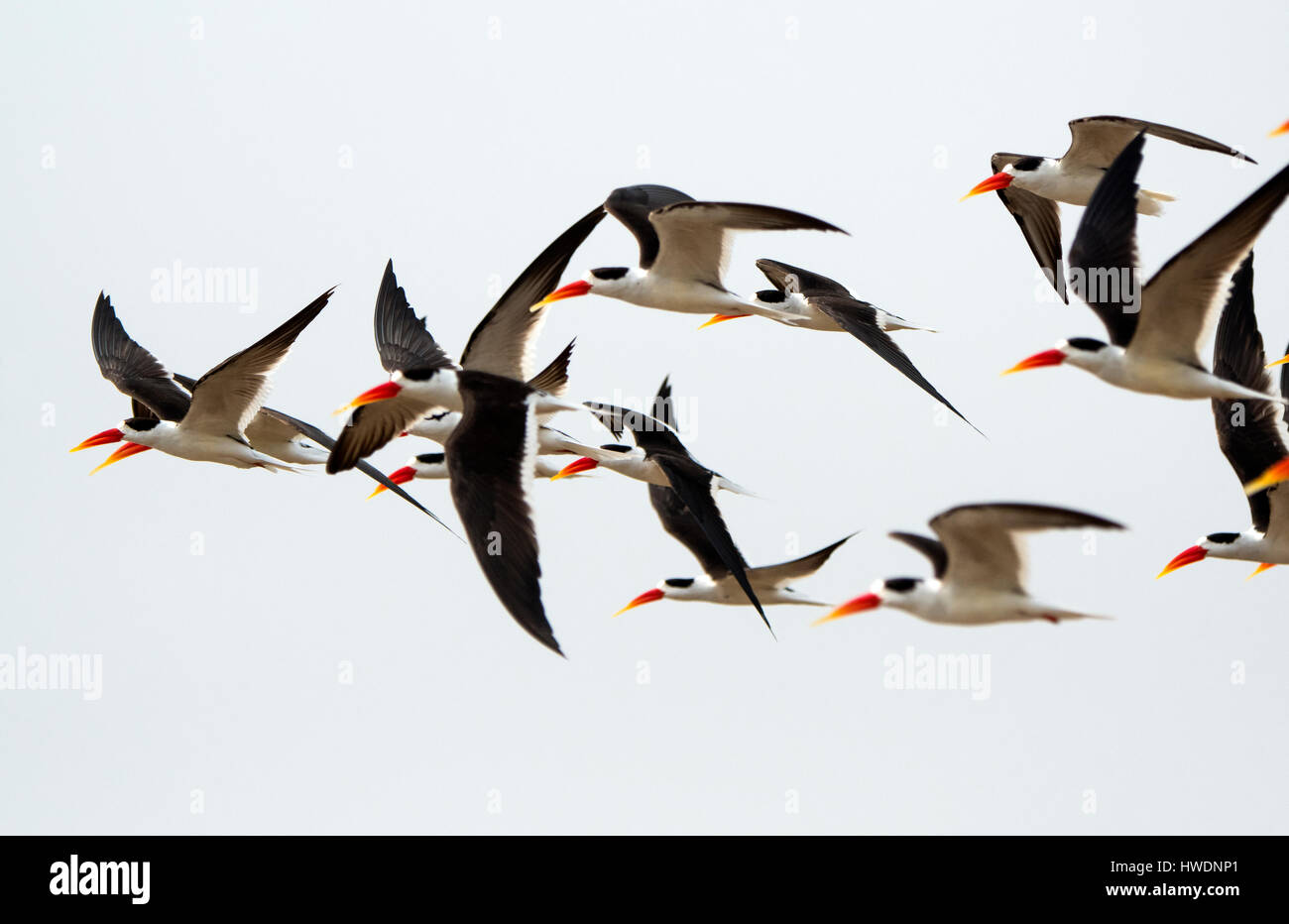 Skimmers in Chambal, MP India Stock Photo Alamy