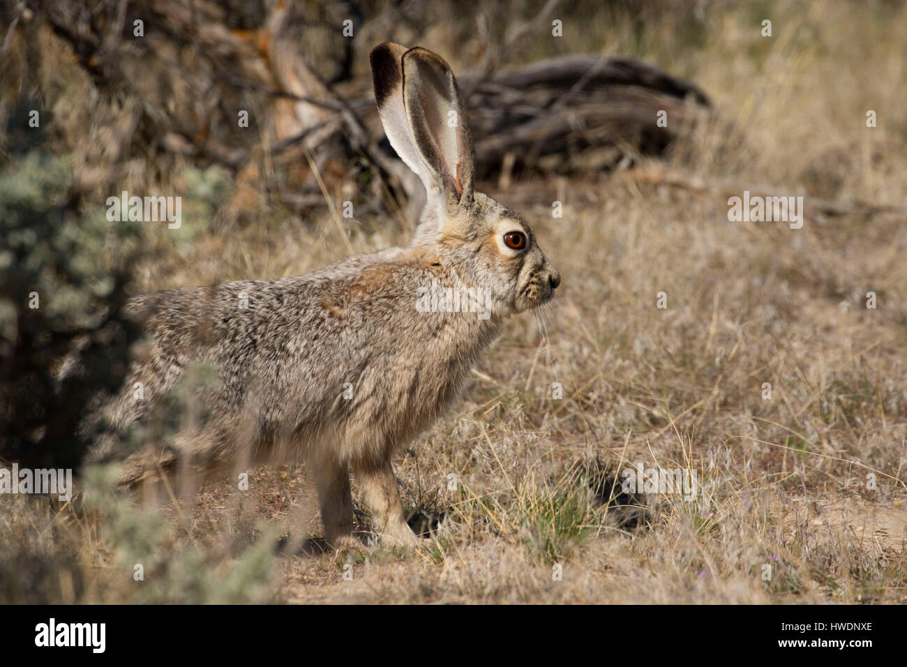 Jackrabbit, Antelope Island State Park, Utah Stock Photo