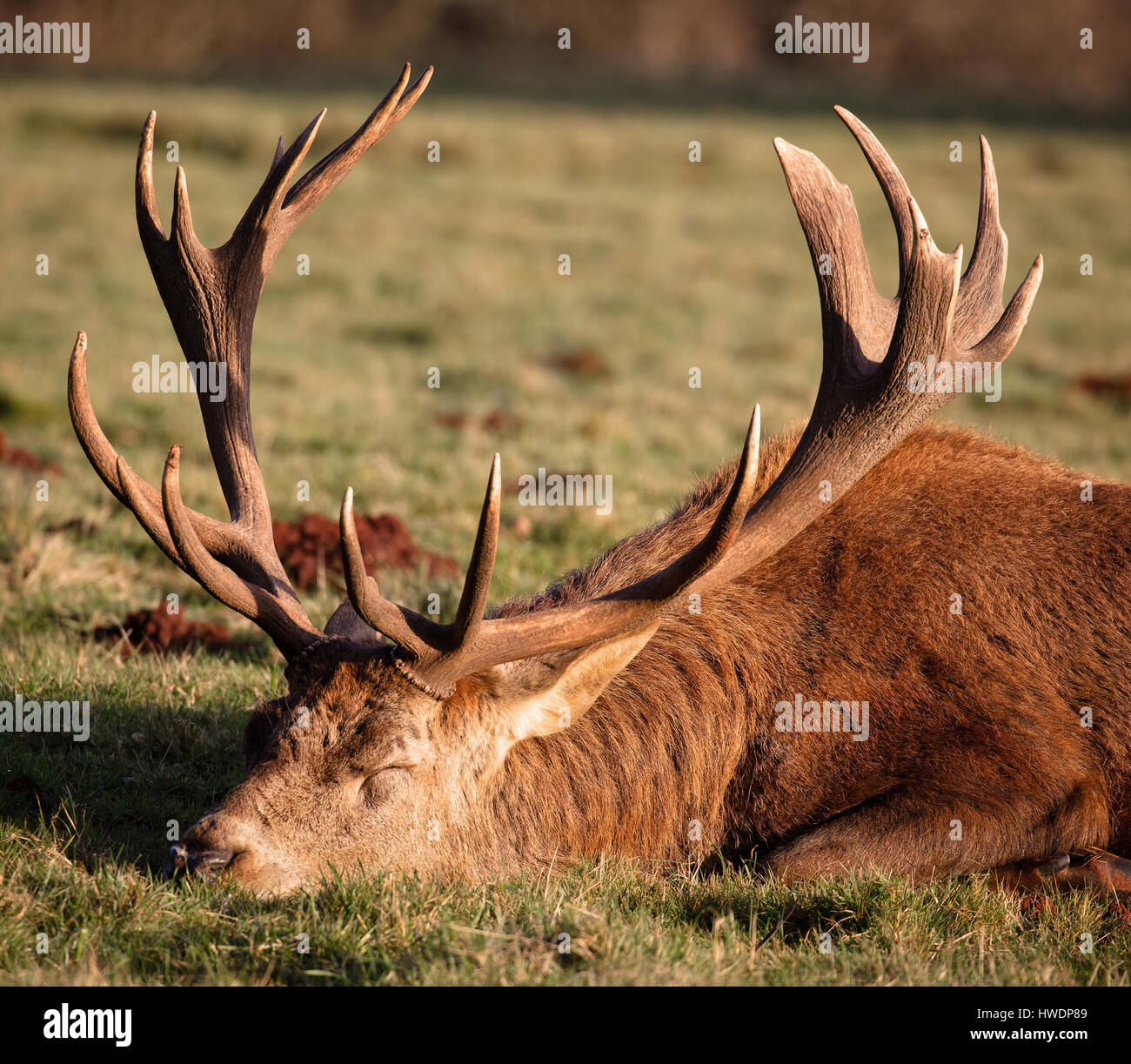 Old ten pointer red deer stag Cervus elaphus resting the weight of his antlers in late autumn sunshine at Ashton Court Bristol UK Stock Photo