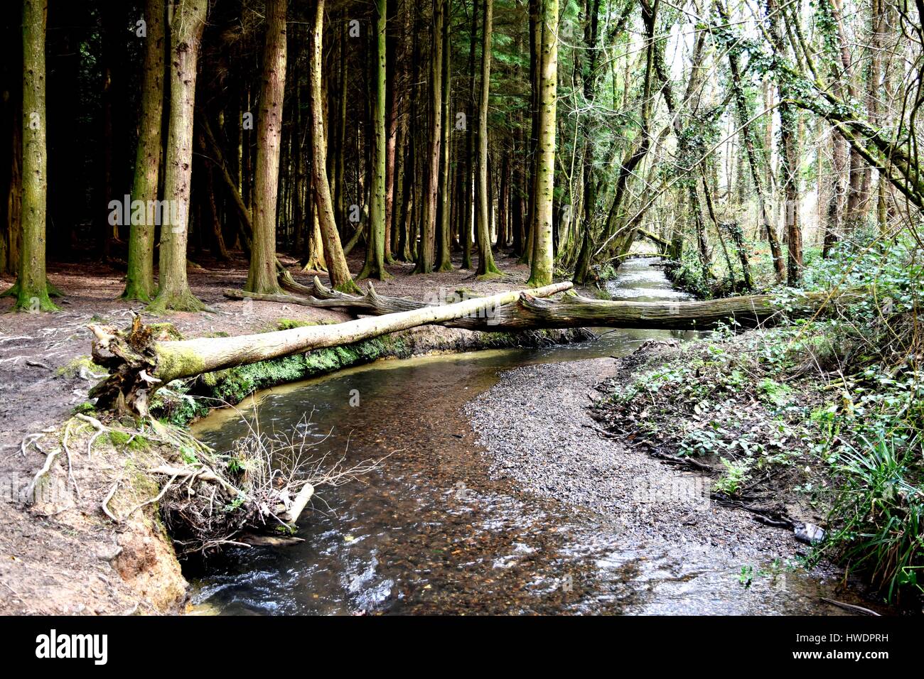 A small river running through woodland. A natural bridge has formed