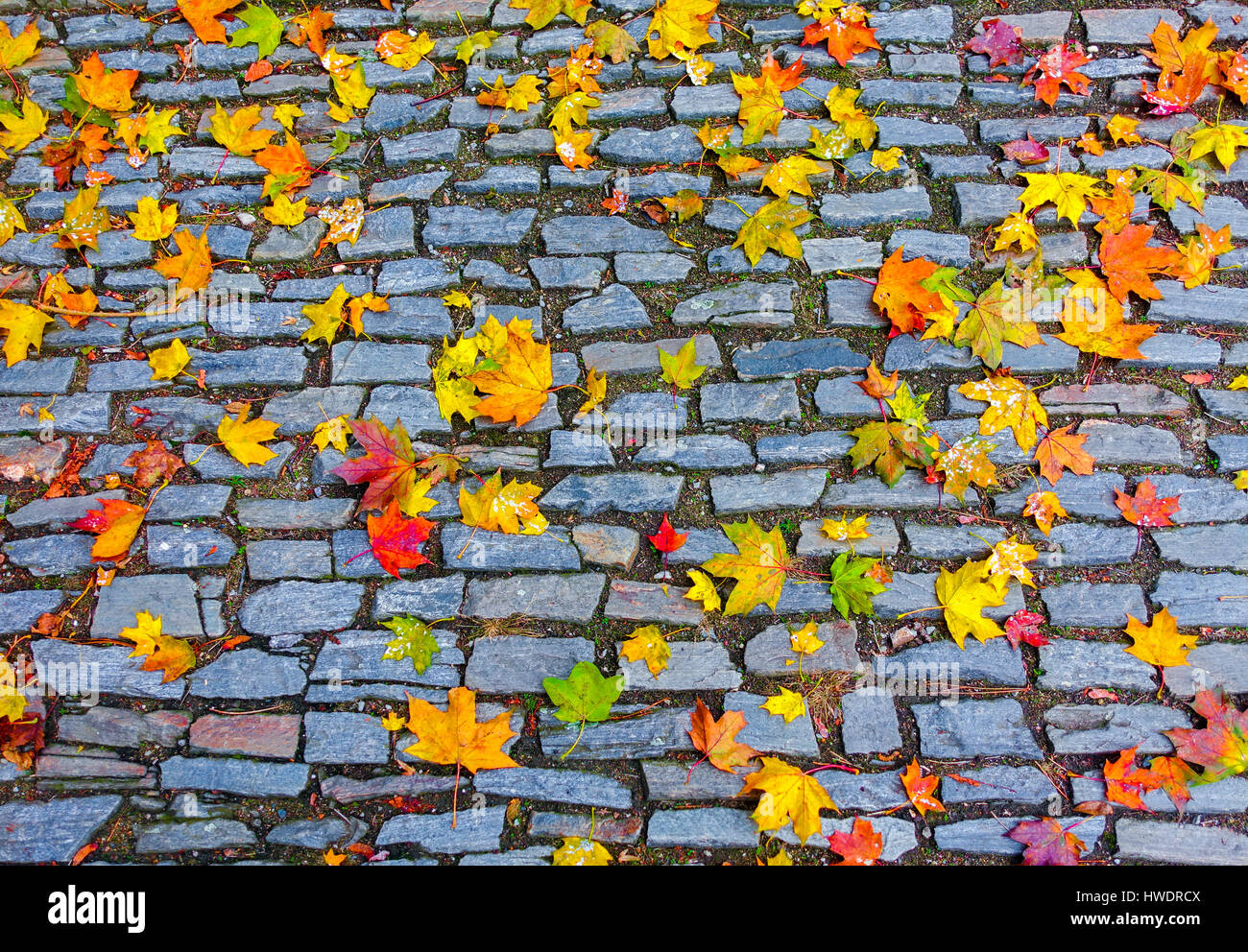 Autumn leaves on the stone street Stock Photo - Alamy