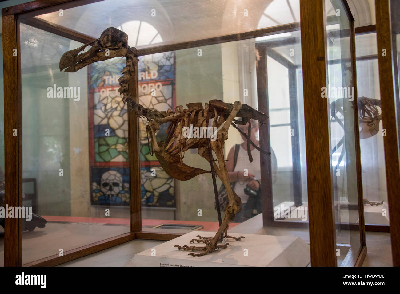 Mauritius, Capital city of Port Louis. Natural History Museum aka Mauritius Institute. Skeletal display of the extinct flightless Dodo bird (Raphus cu Stock Photo