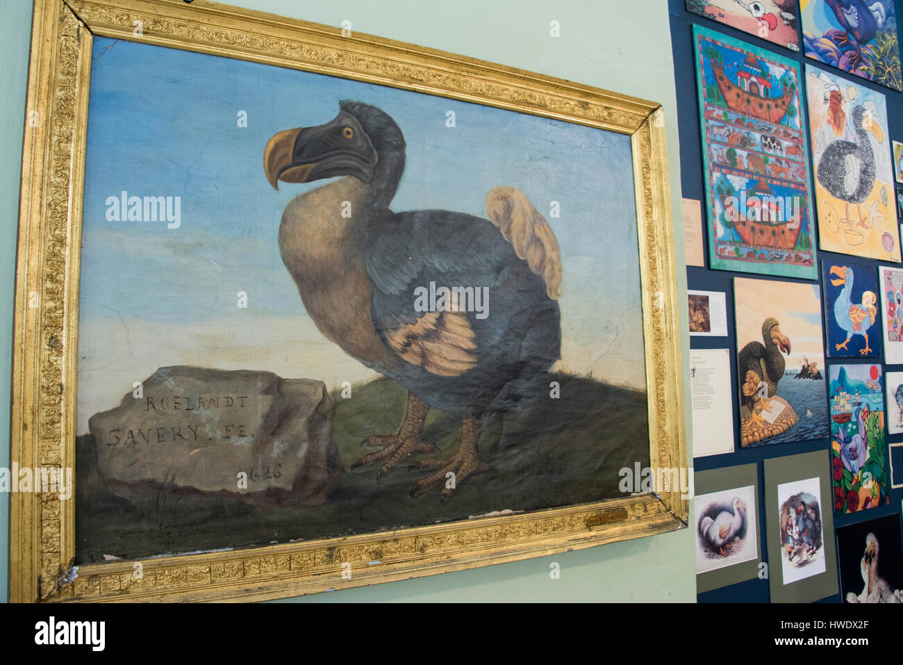 Mauritius, Capital city of Port Louis. Natural History Museum aka Mauritius Institute. Display on the extinct flightless Dodo bird, painting. Stock Photo