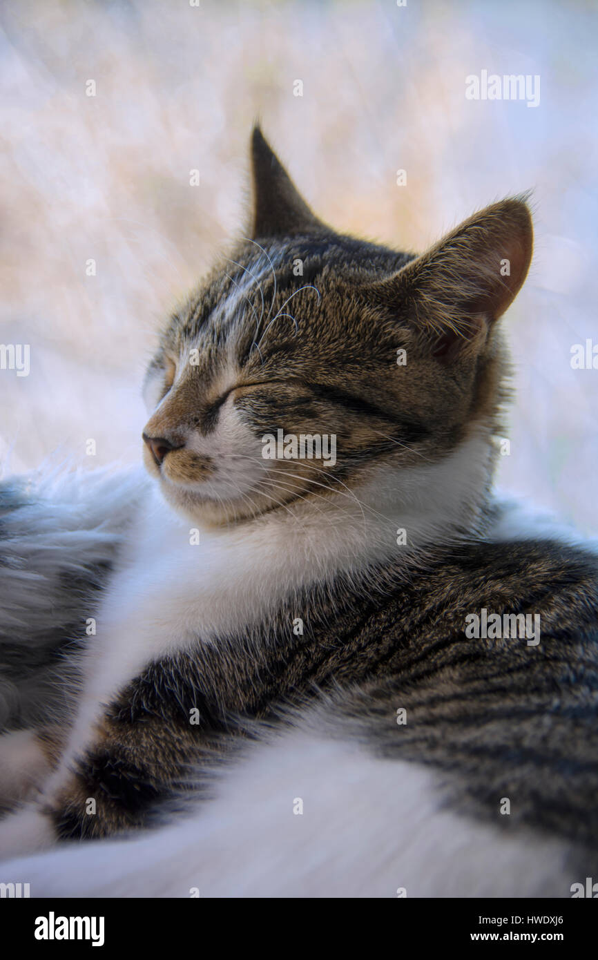 Tabby Kitten Portrait Stock Photo - Alamy