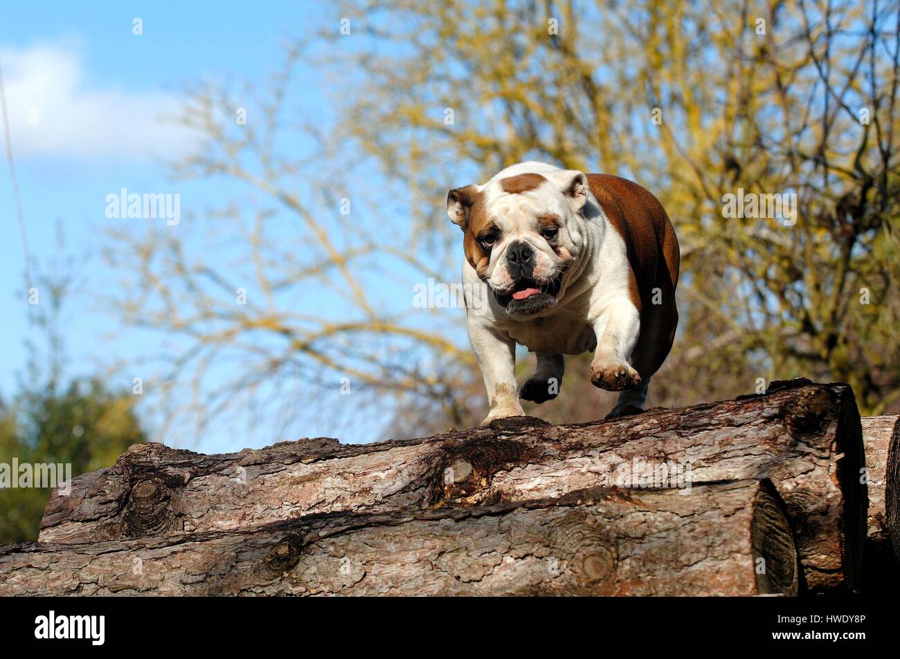 English Bulldog (Canis lupus familiaris) Stock Photo