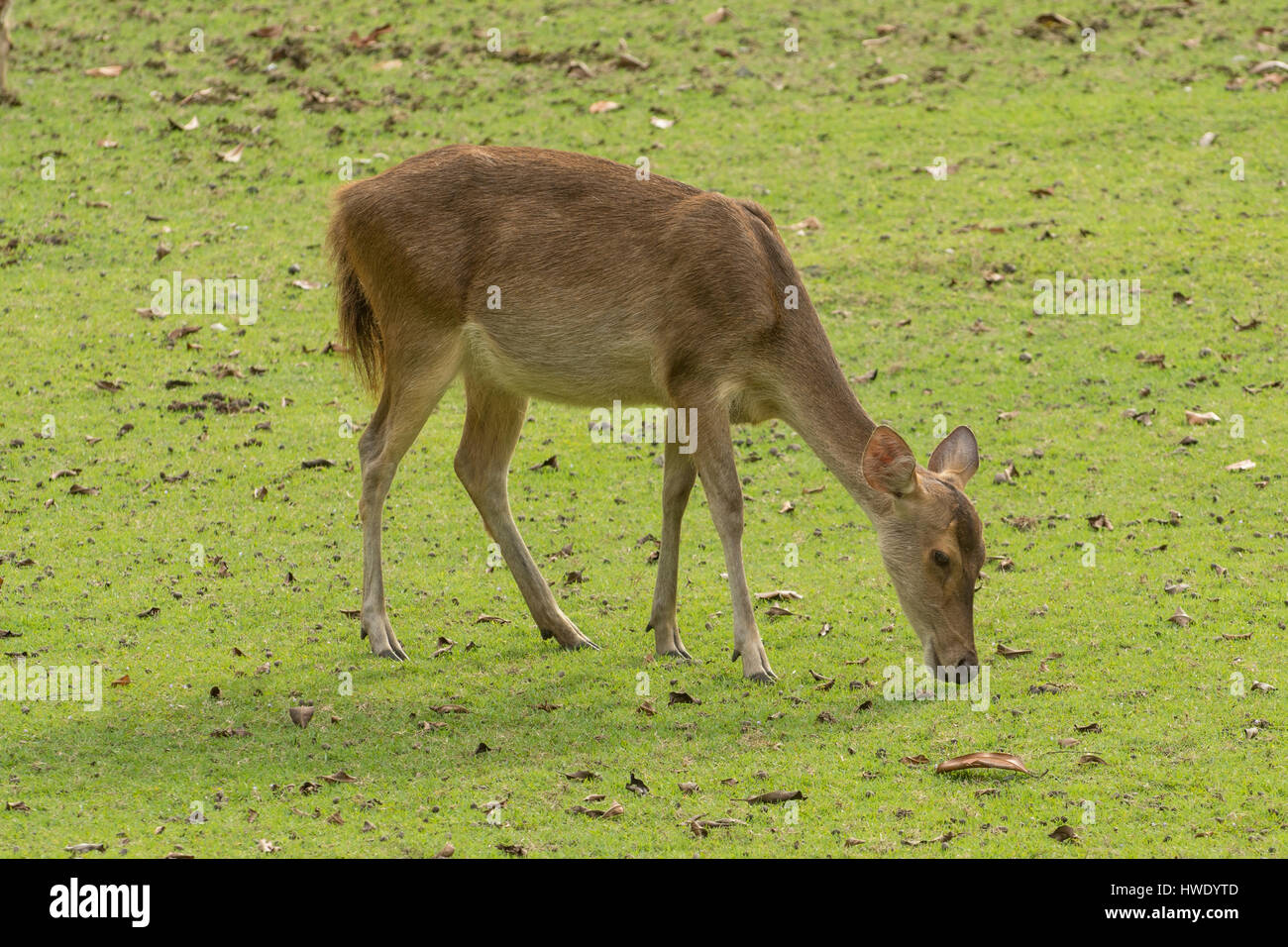 Sunda Sambar Deer, Rusa timorensis in Ujung Kulon National Park, Java Stock Photo