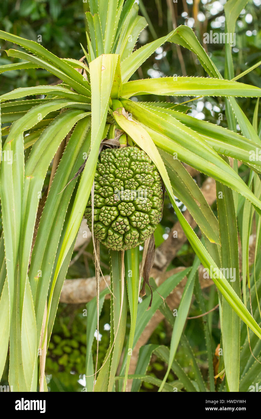 Pandanus pandanus furcatus hi-res stock photography and images - Alamy