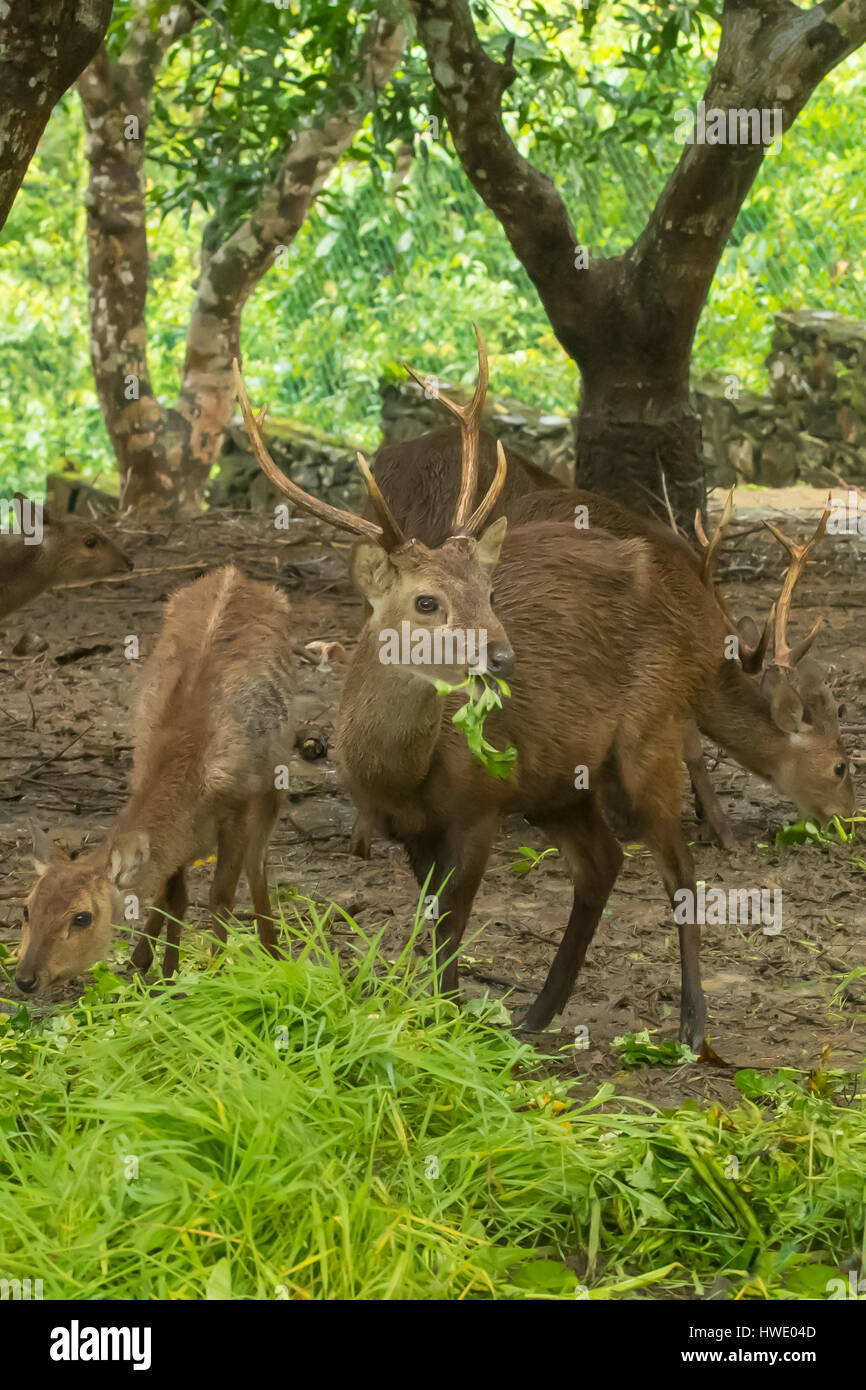 Bawean Hog Deer, Hyelaphus kuhlii on Pulau Bawean, Indonesia Stock Photo