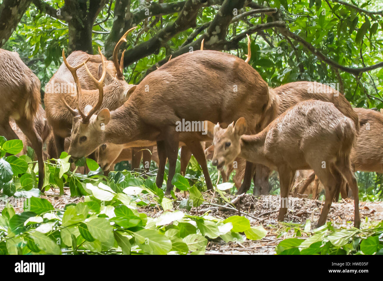 Herd of Bawean Hog Deer, Hyelaphus kuhlii on Pulau Bawean, Indonesia Stock Photo