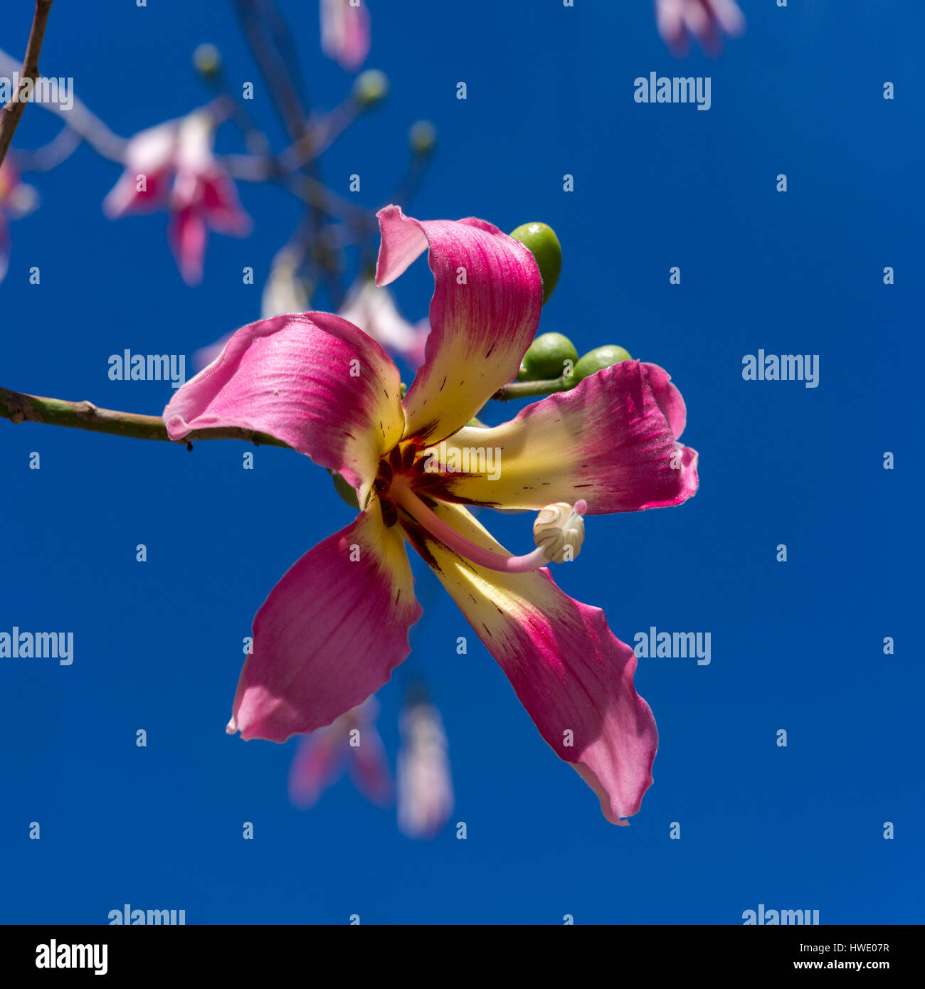Flowers of a Silk floss tree (Ceiba speciosa) Stock Photo