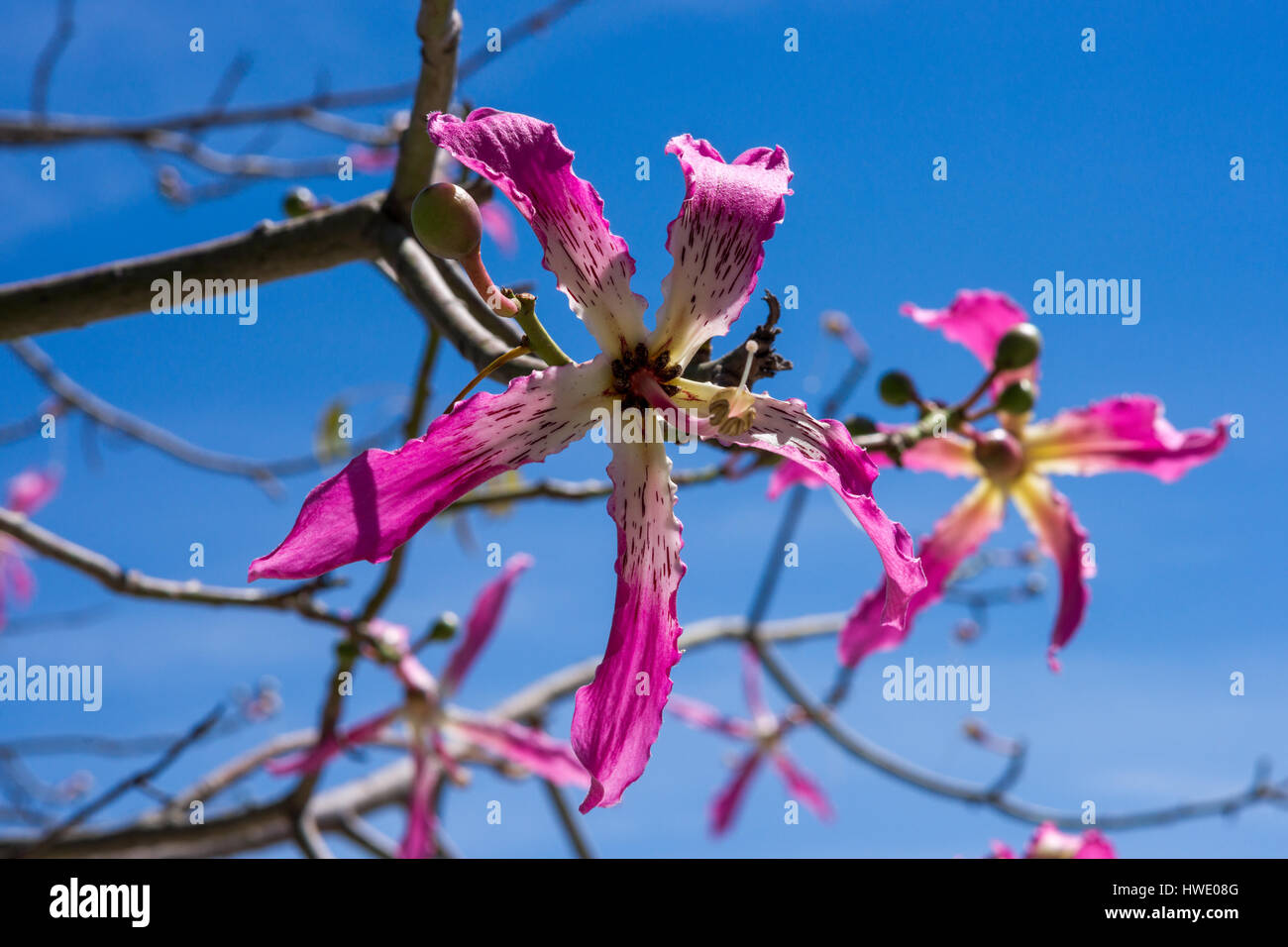 Flowers of a Silk floss tree (Ceiba speciosa) Stock Photo