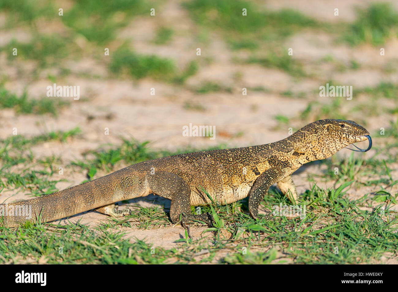 A large Water Monitor Varanus in Zimbabwe Stock Photo Alamy