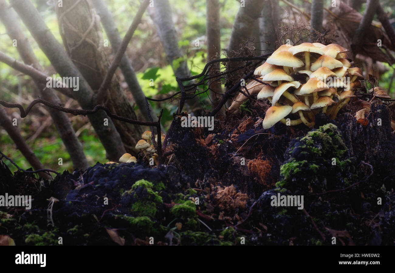 Mushrooms on a tree stump Stock Photo - Alamy