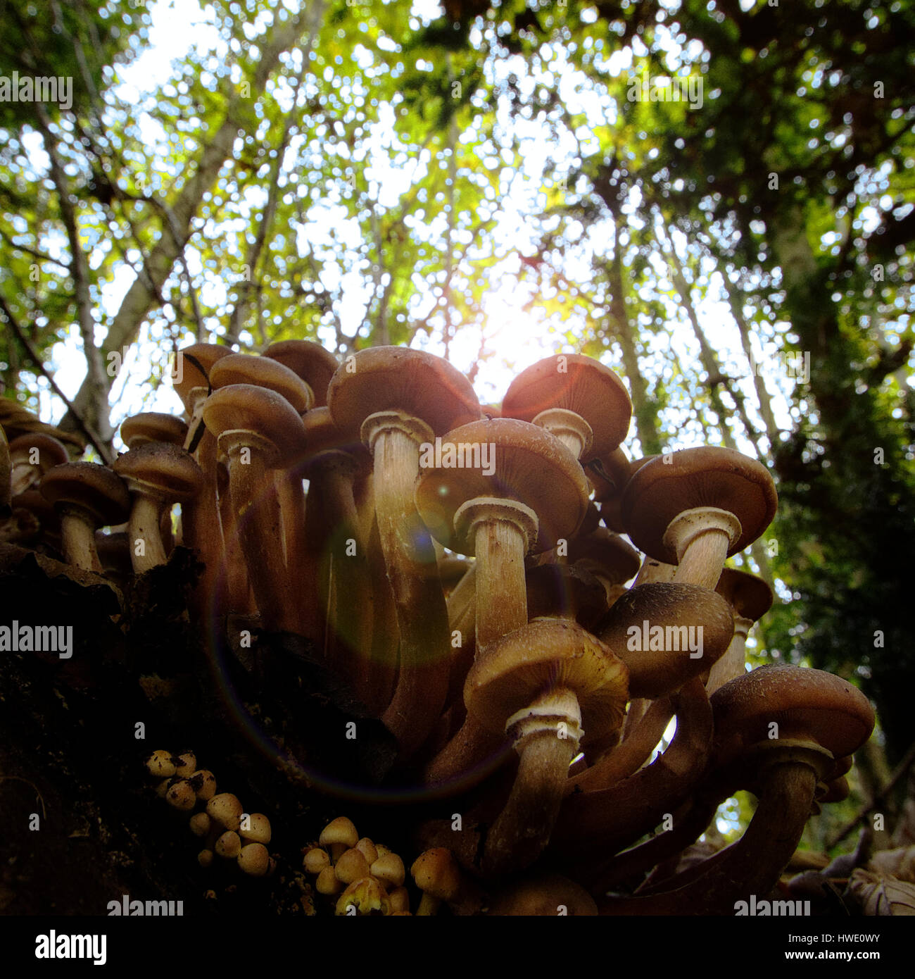 Lens Fungus High Resolution Stock Photography and Images - Alamy