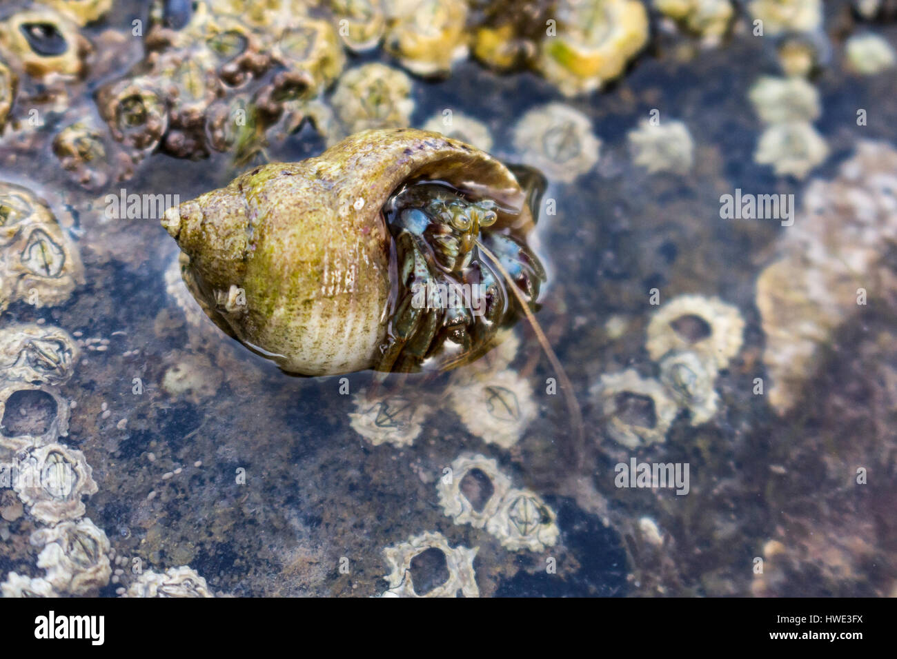 Common Hermit Crab Showing Head and claws coming out of shell at Rascarrel Bay, Dumfries and Galloway, Scotland, UK. Stock Photo