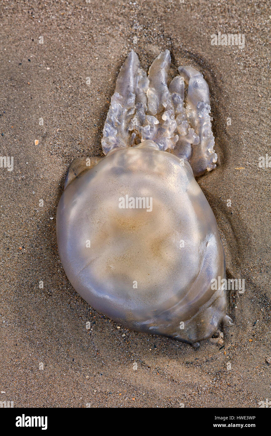 Jellyfish washed up on a beach in North Wales Stock Photo