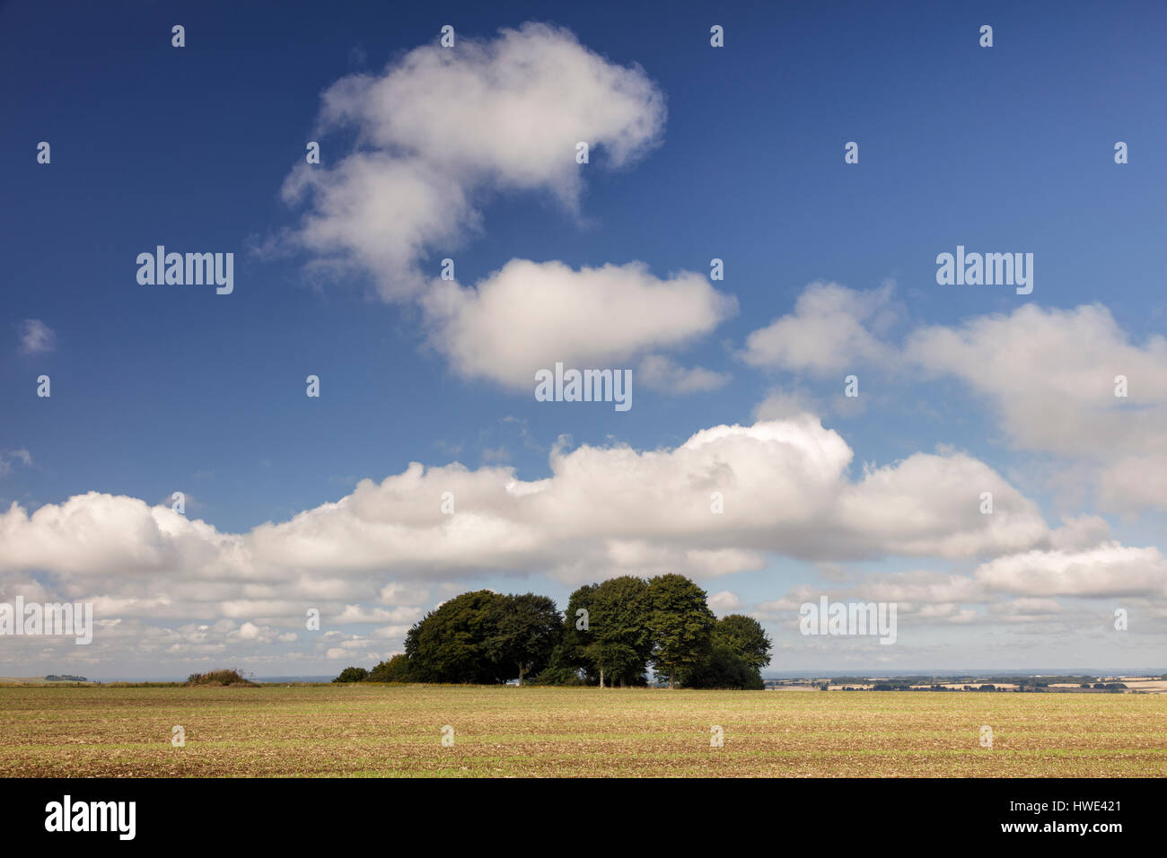 Clump of trees near the Ridgeway National Trail in Wiltshire. A cloud above the trees in in the shape of the letter C. Stock Photo