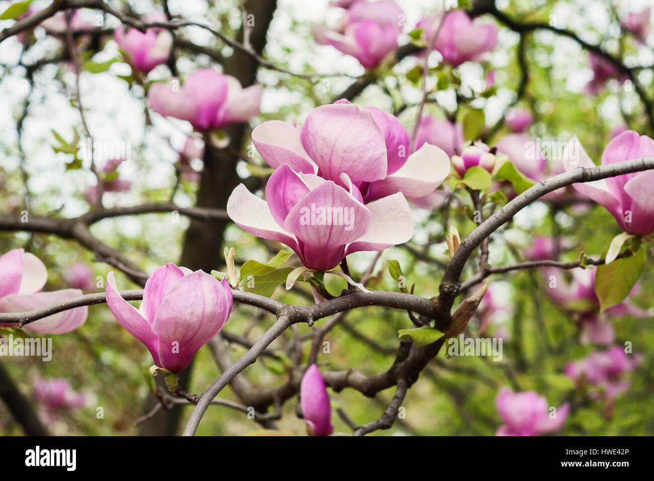 Bloomy magnolia tree with big pink flowers Stock Photo - Alamy