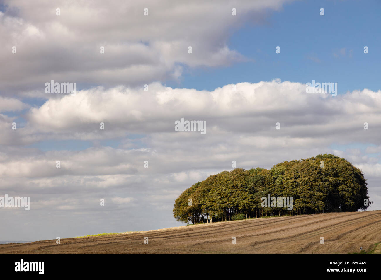 View across farmland towards a stand of trees next to the Ridgeway National Trail in Wiltshire Stock Photo