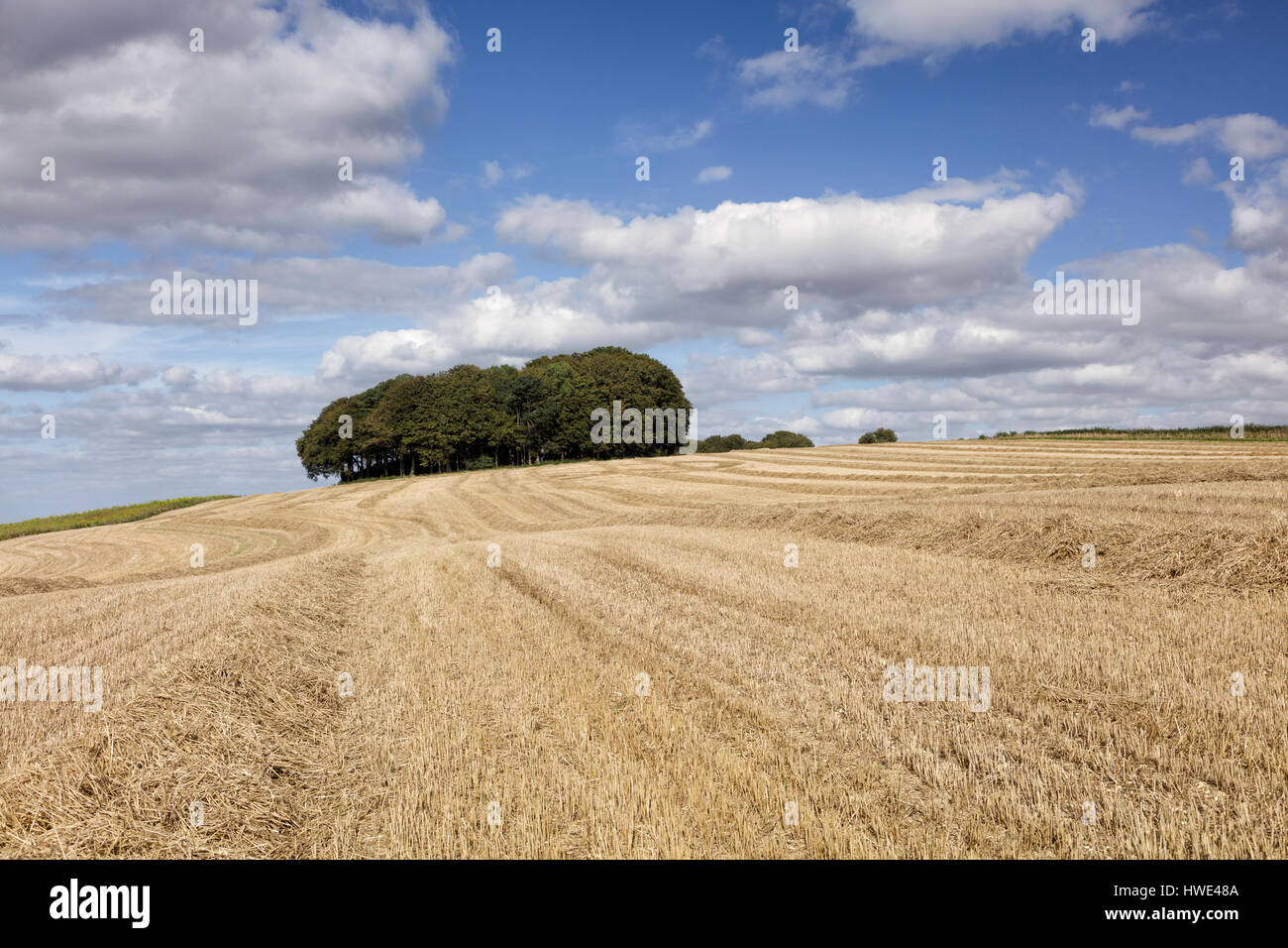 Wiltshire landscape near the Ridgeway footpath Stock Photo