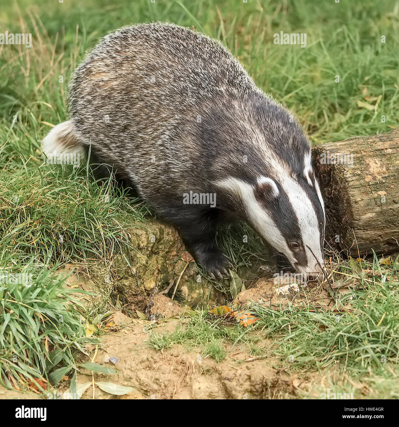 Badger (Meles meles) Digging For Worms berkshire UK Stock Photo