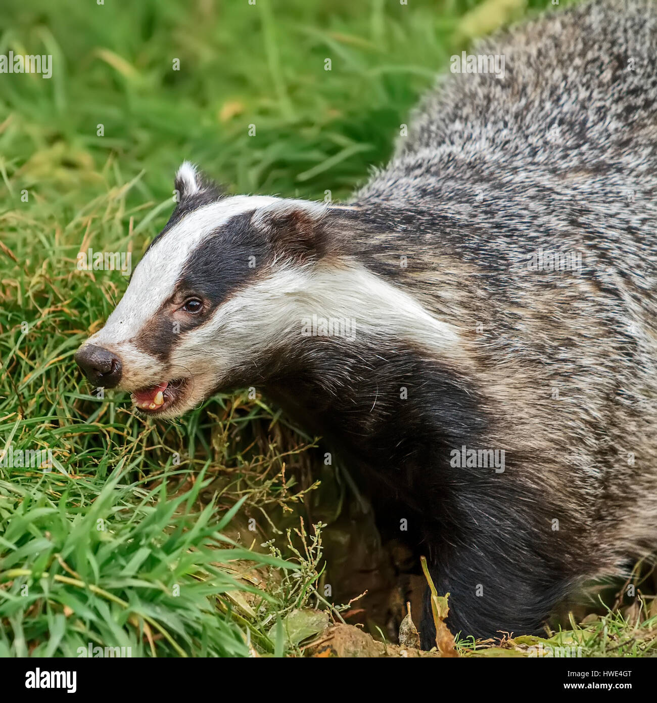 Badger (Meles meles) Digging For Worms berkshire UK Stock Photo