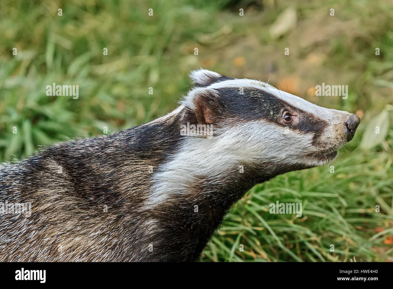 Badger (Meles meles) Closeup Berkshire UK Stock Photo