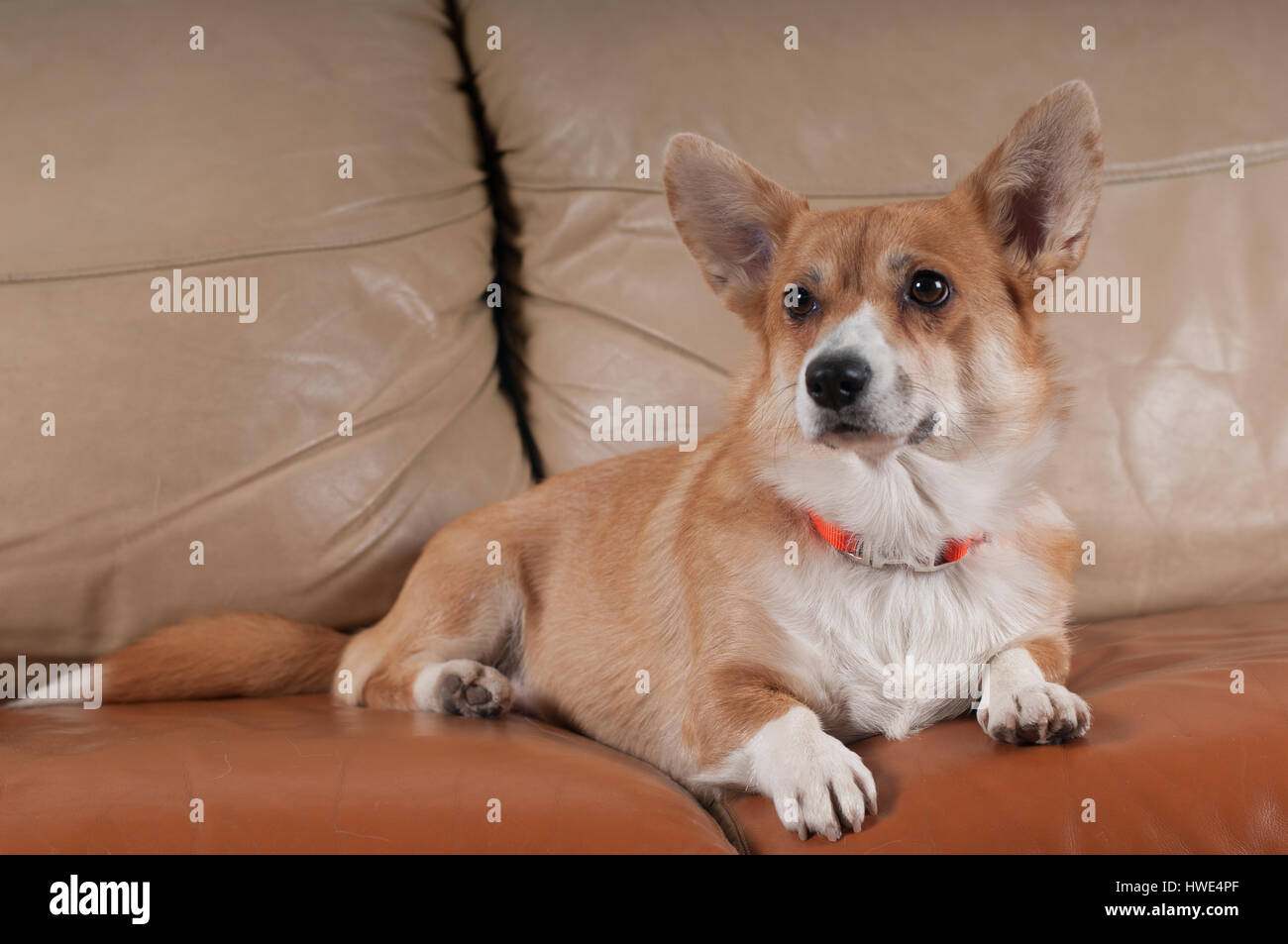 Big Dog On Couch Stock Photos Big Dog On Couch Stock Images