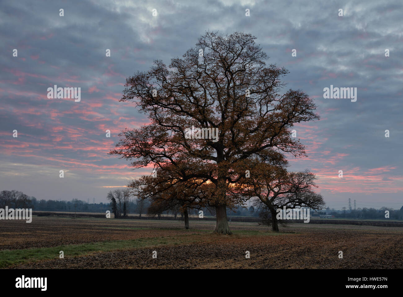 WInter trees on a Costwold farm silhouetted against a stormy sky at dusk Stock Photo
