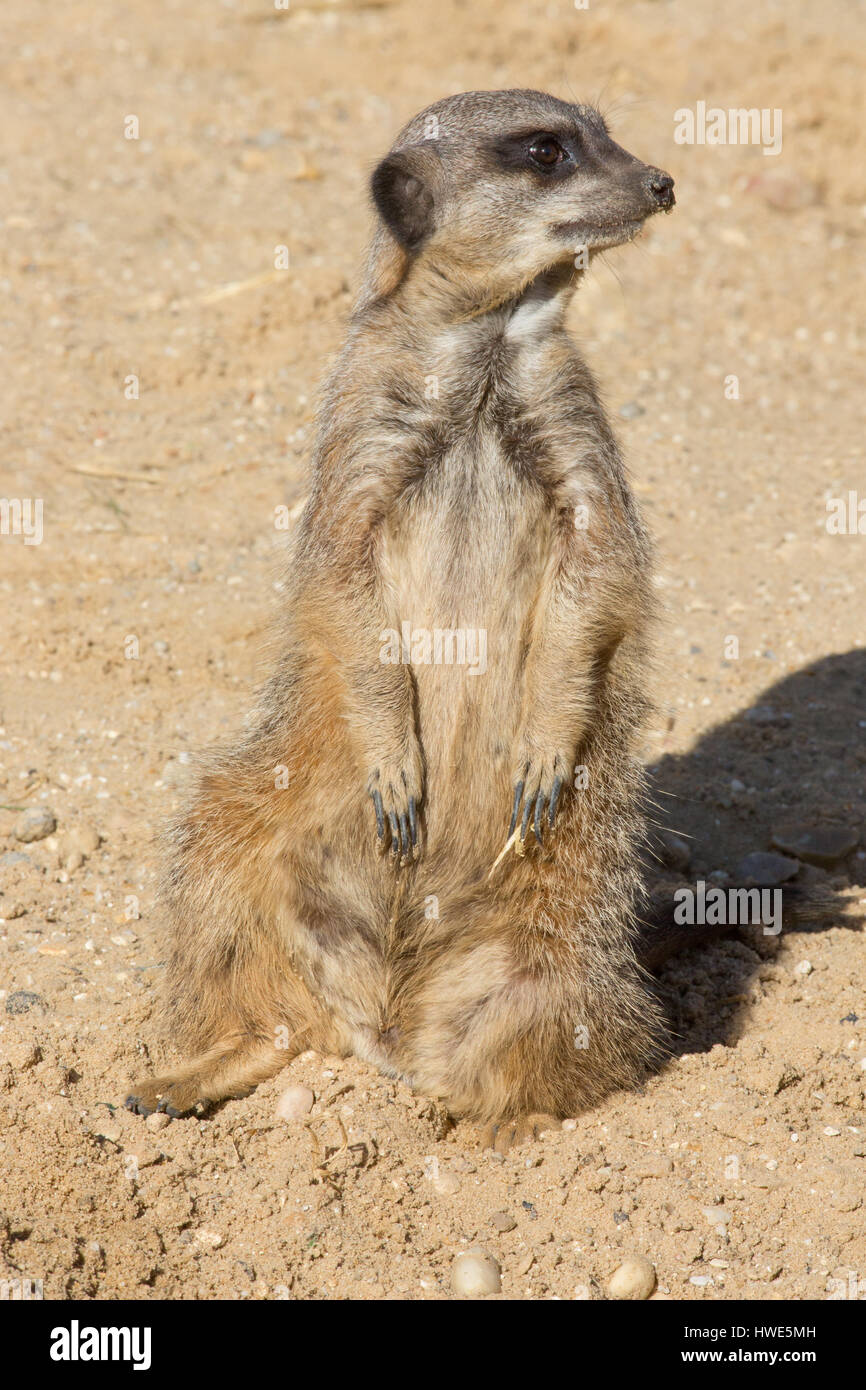 Meerkat (Suricata suricatta). On sentinel duty. Stock Photo