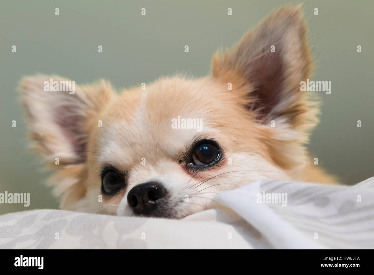 Long haired chuhuahua pet dog. Stock Photo