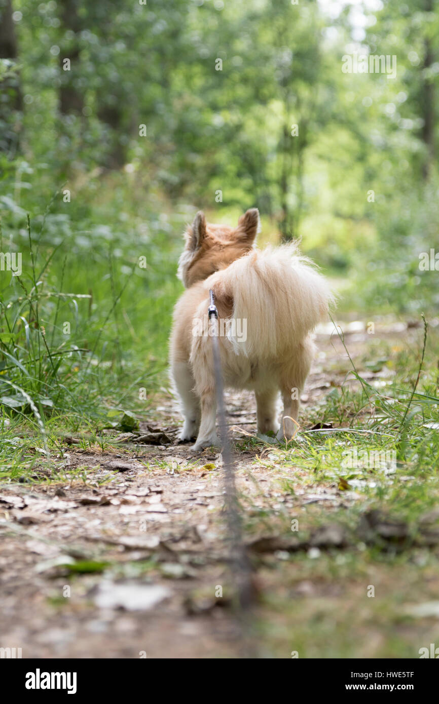 Long haired chuhuahua pet dog. Stock Photo