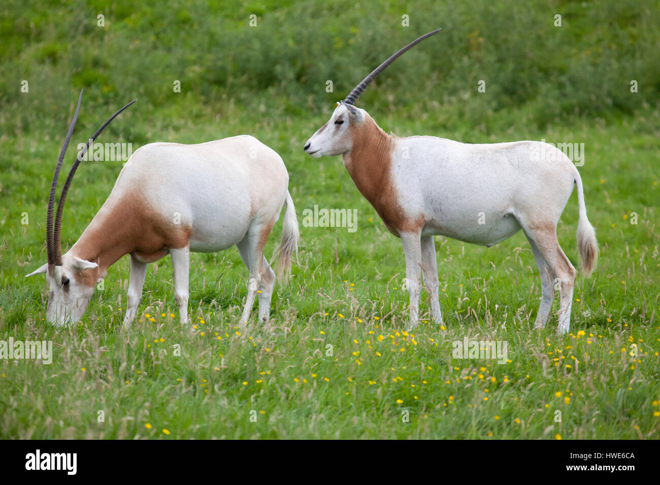 Two scimitar-horned oryx standing in a field Stock Photo