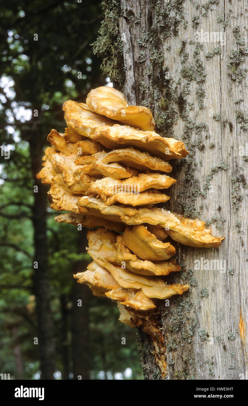 Schwefel-Porling, Schwefelporling, Porling, Laetiporus sulphureus, sulphur polypore, sulphur shelf, chicken mushroom Stock Photo