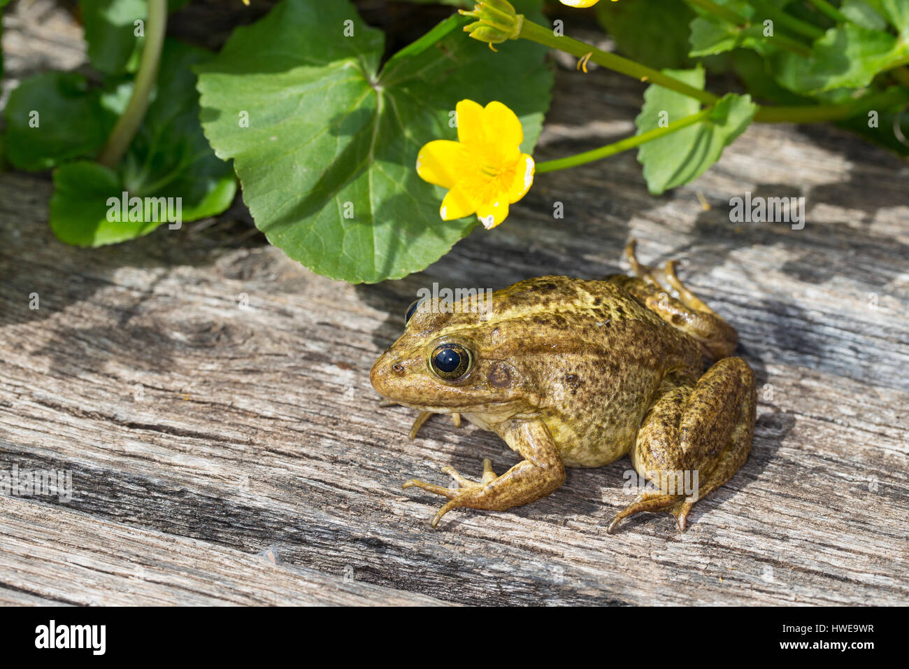 Teichfrosch, Teich-Frosch, Grünfrosch, Wasserfrosch, Grün-Frosch, Wasser- Frosch, Frosch, Frösche, Rana kl. esculenta, Pelophylax kl. esculentus,  Edibl Stock Photo - Alamy