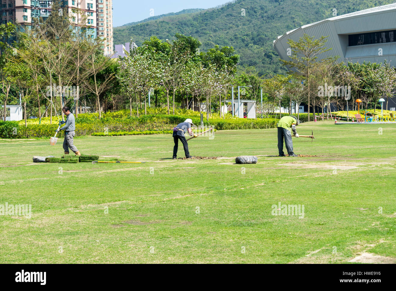 Workers with shovels and picks repairing digging the grass lawn at a park Stock Photo