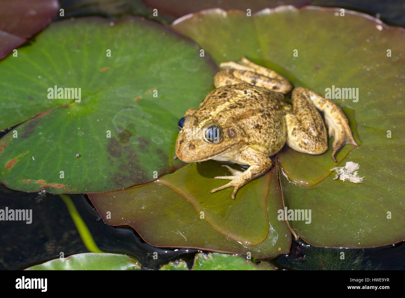 Teichfrosch, Teich-Frosch, Grünfrosch, Wasserfrosch, Grün-Frosch, Wasser-Frosch, Frosch, Frösche, Rana kl. esculenta, Pelophylax kl. esculentus, Edibl Stock Photo