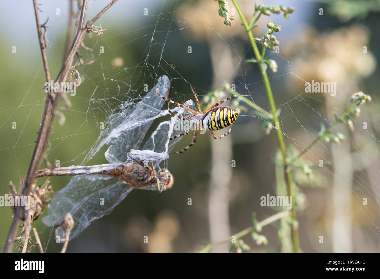 Wespenspinne, Zebraspinne, Argiope bruennichi, Spinne in ihrem Netz mit einer Libelle als Beute, black-and-yellow argiope, black-and-yellow garden spi Stock Photo