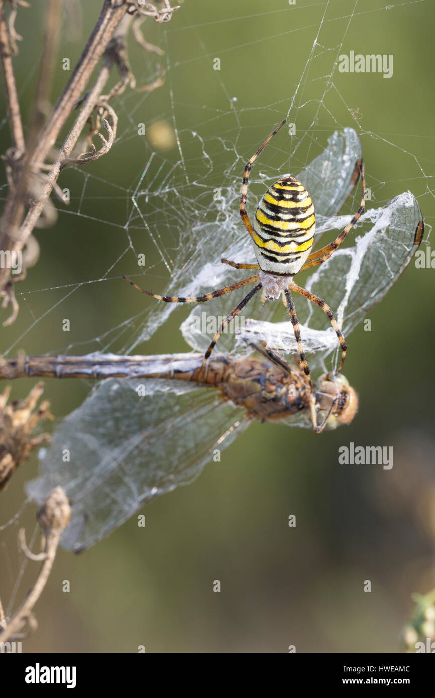 Wespenspinne, Zebraspinne, Argiope bruennichi, Spinne in ihrem Netz mit einer Libelle als Beute, black-and-yellow argiope, black-and-yellow garden spi Stock Photo