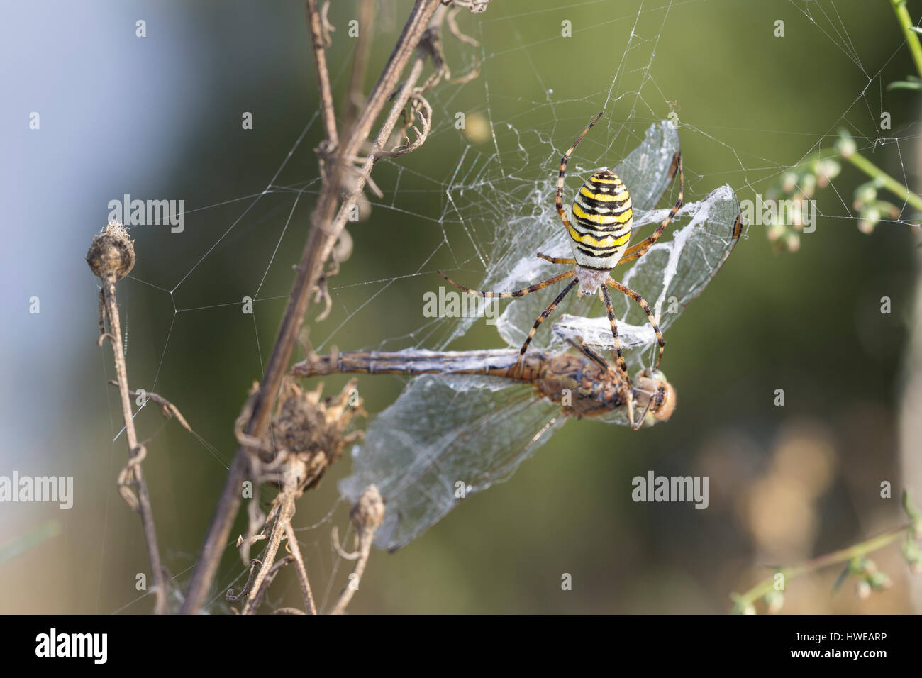 Wespenspinne, Zebraspinne, Argiope bruennichi, Spinne in ihrem Netz mit einer Libelle als Beute, black-and-yellow argiope, black-and-yellow garden spi Stock Photo