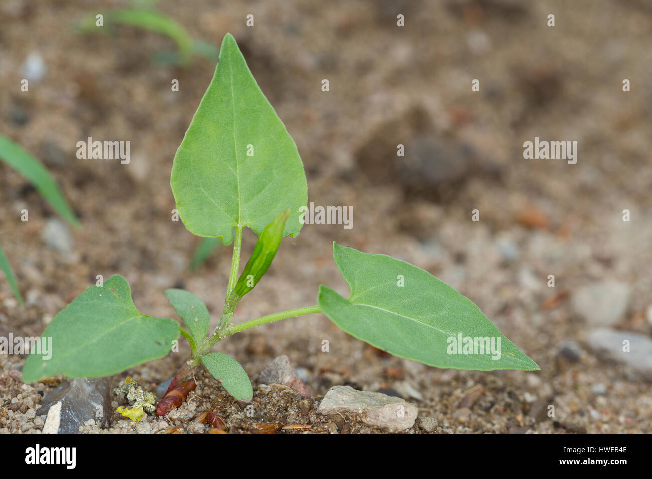 Windenknöterich, Winden-Knöterich, Acker-Windenknöterich, Acker-Flügelknöterich, Flügel-Knöterich, Blatt, Blätter vor der Blüte, Fallopia convolvulus, Stock Photo