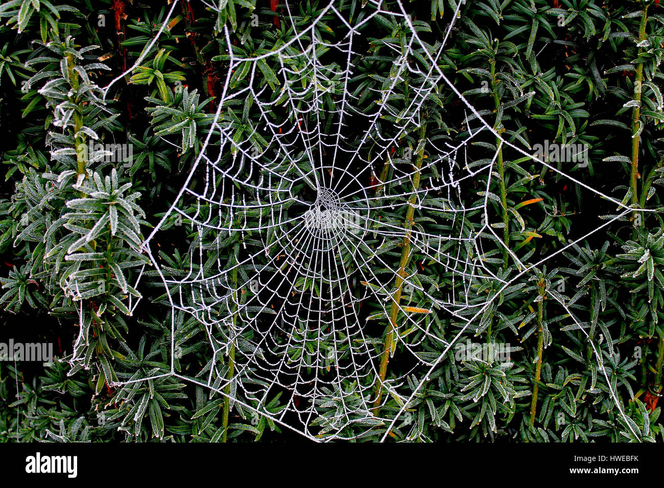 Frozen spiderweb in the early morning frost of winter Stock Photo - Alamy