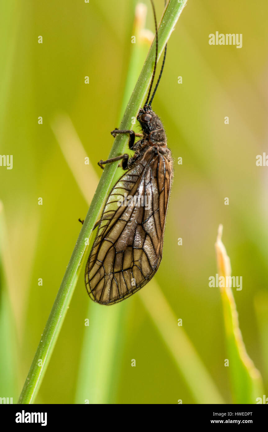 alderfly (Sialis lutaria) hanging from a stem of a plant Stock Photo