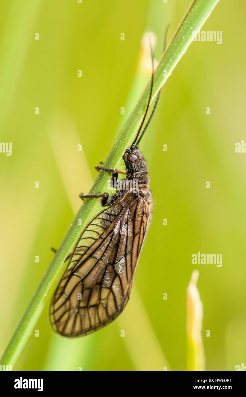 alderfly (Sialis lutaria) hanging from a stem of a plant Stock Photo