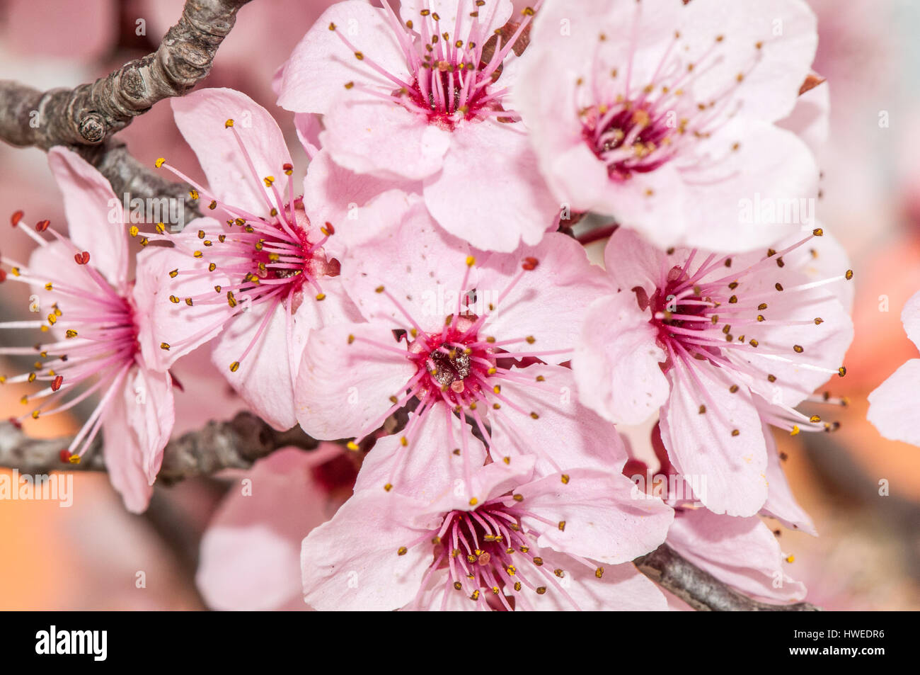 blossom almond (Prunus dulcis) Stock Photo